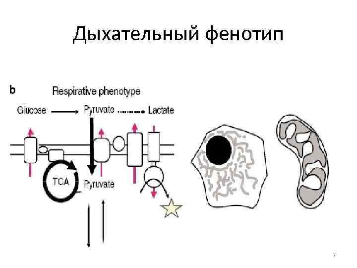 Дыхательный фенотип      7 