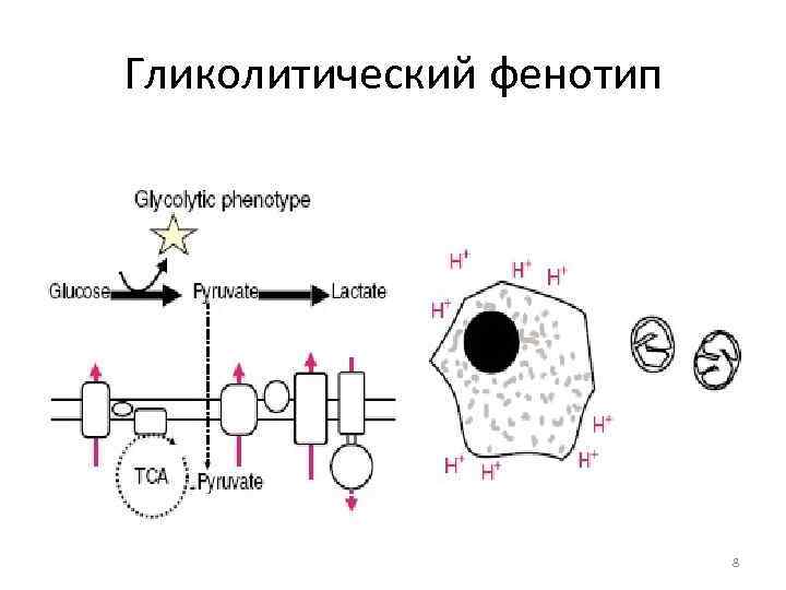 Гликолитический фенотип      8 