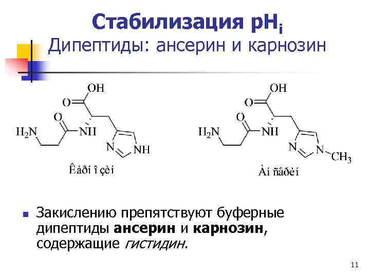   Стабилизация р. Нi Дипептиды: ансерин и карнозин n  Закислению препятствуют буферные
