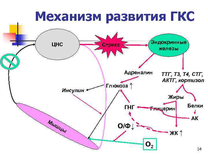 Механизм развития ГКС  ЦНС  Стресс  Эндокринные     