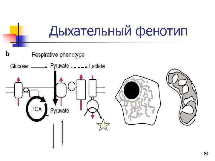 Дыхательный фенотип      24 