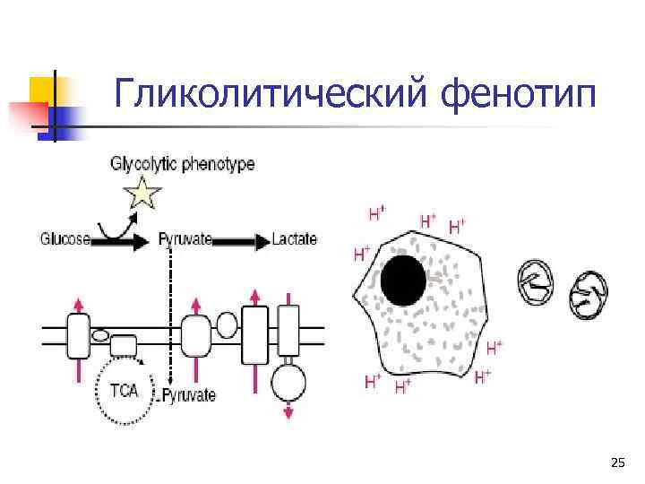 Гликолитический фенотип      25 