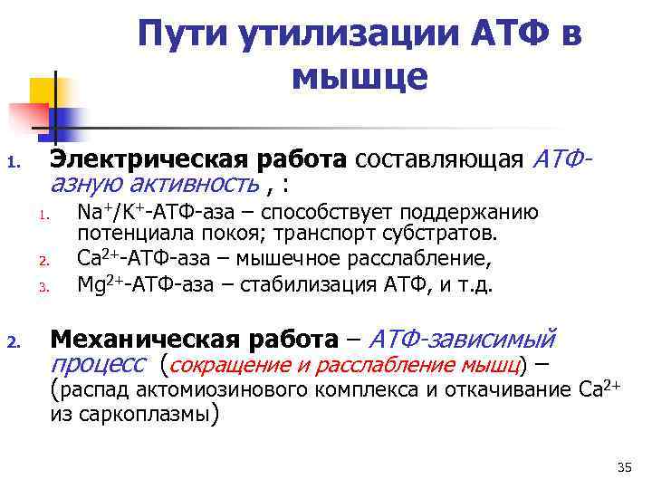    Пути утилизации АТФ в     мышце 1. 