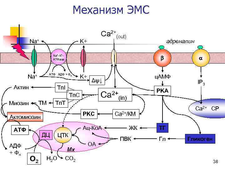 Биохимия клетки