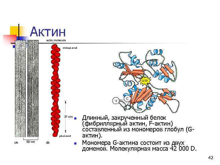 Высокий белок в мышцах. Доменная структура белка актина. Строение актина биохимия. Белок актин. Миозин и актин фибриллярный белок.