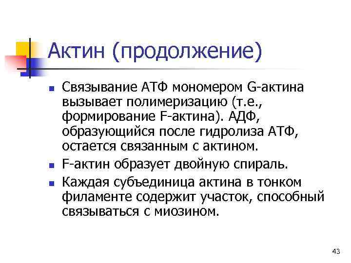 Актин (продолжение) n  Связывание АТФ мономером G-актина вызывает полимеризацию (т. е. , формирование