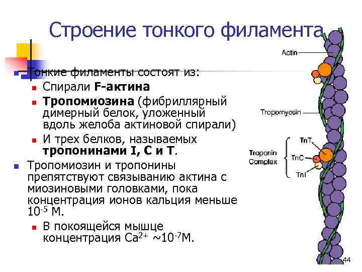   Строение тонкого филамента n  Тонкие филаменты состоят из:  n Спирали