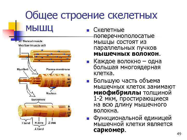 Каково строение скелетной мышцы