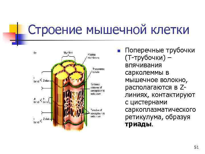 Строение мышечной клетки   n  Поперечные трубочки   (Т-трубочки) – 
