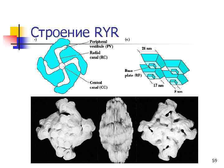 Строение RYR    59 