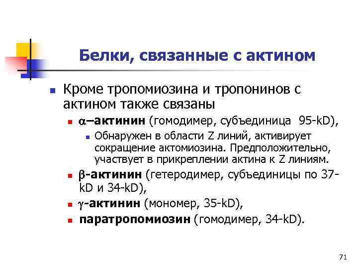   Белки, связанные с актином n  Кроме тропомиозина и тропонинов с актином