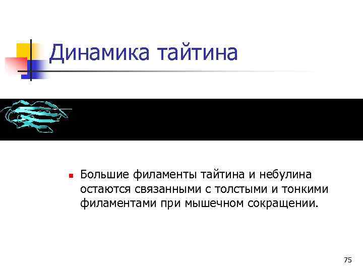 Динамика тайтина n  Большие филаменты тайтина и небулина остаются связанными с толстыми и