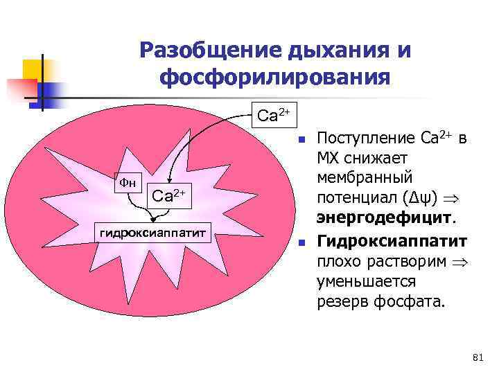   Разобщение дыхания и   фосфорилирования    Ca 2+ 