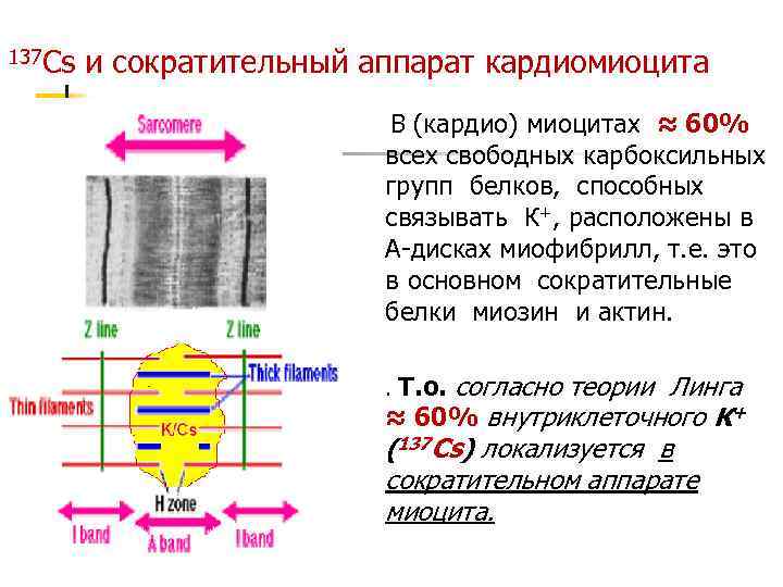 Схема соединения кардиомиоцитов вставочного диска