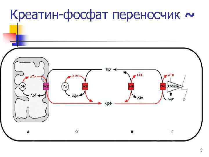 Креатин-фосфат переносчик ~      9 