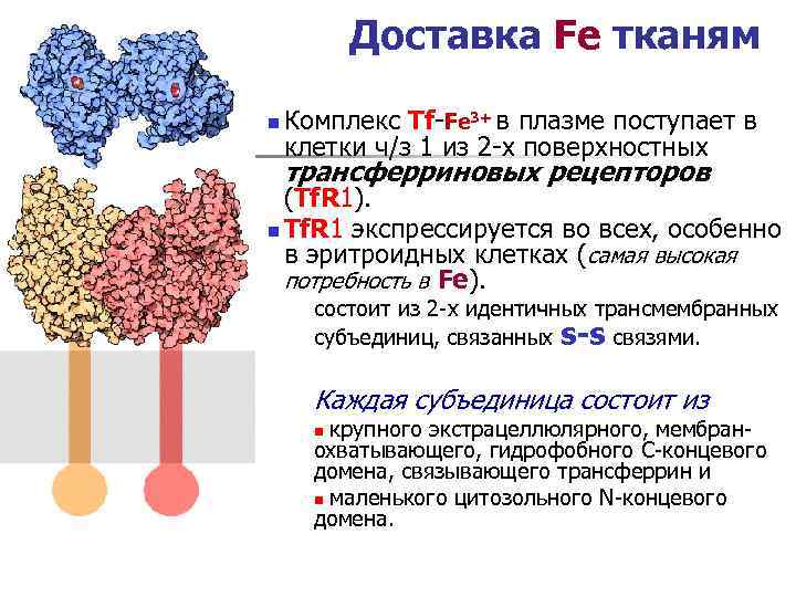    Доставка Fe тканям n  Комплекс Tf-Fe 3+ в плазме поступает