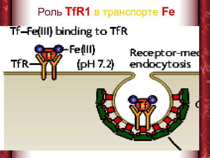   Роль Tf. R 1 в транспорте Fe 1/22/2018    