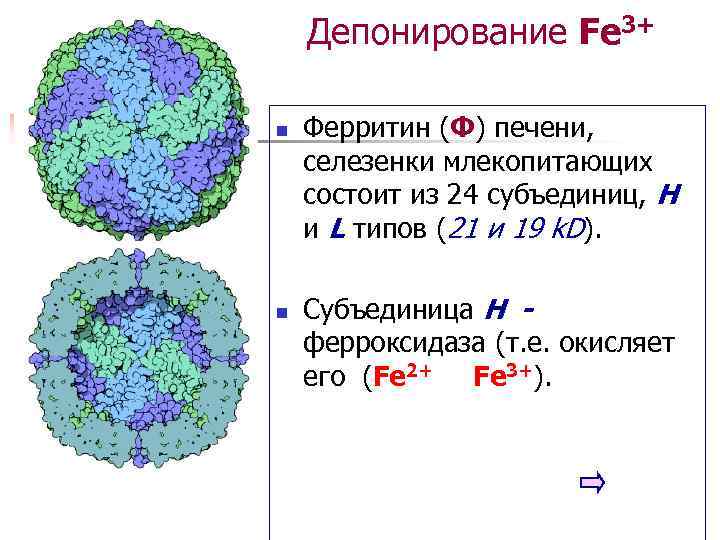   Депонирование Fe 3+ n  Ферритин (Ф) печени, селезенки млекопитающих состоит из