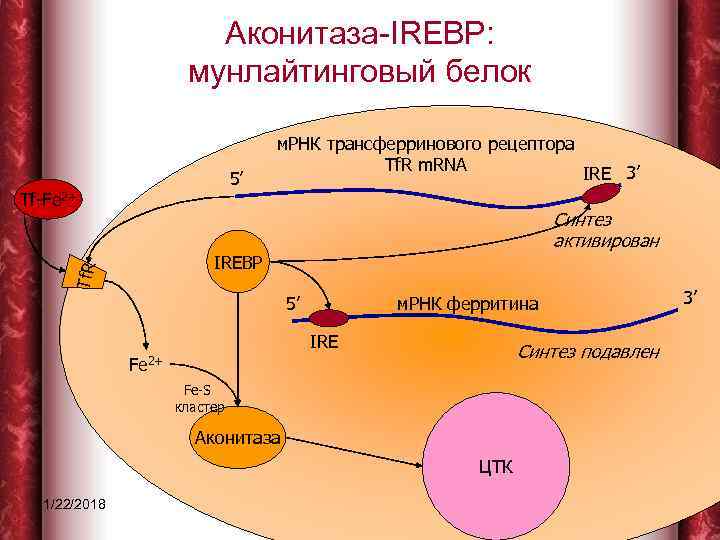     Аконитаза-IREBP:    мунлайтинговый белок    