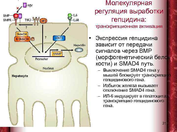     Молекулярная   регуляция выработки    гепцидина: 