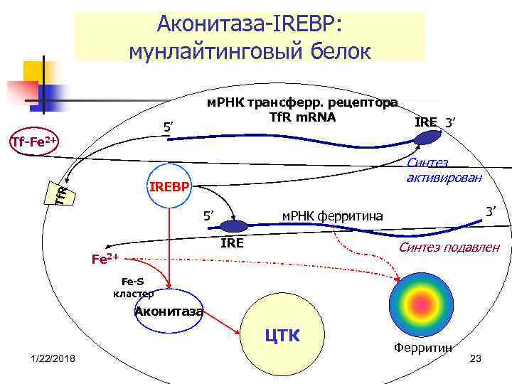     Аконитаза-IREBP:    мунлайтинговый белок    