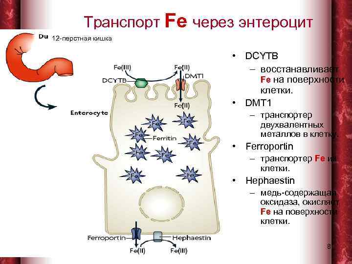     Транспорт Fe через энтероцит   12 -перстная кишка 