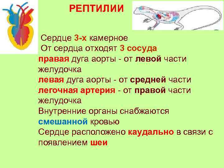  РЕПТИЛИИ  Сердце 3 -х камерное От сердца отходят 3 сосуда: правая дуга
