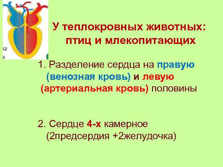  У теплокровных животных:  птиц и млекопитающих 1. Разделение сердца на правую 