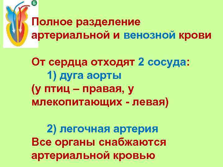 Полное разделение артериальной и венозной крови От сердца отходят 2 сосуда: 1) дуга аорты
