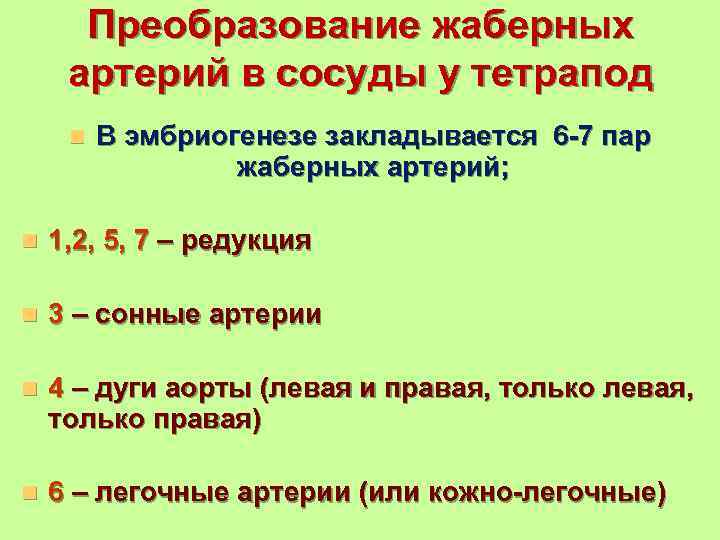 Преобразование жаберных артерий в сосуды у тетрапод n  В эмбриогенезе закладывается 6