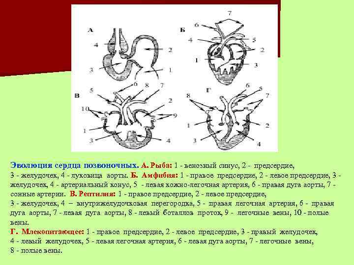 Развитие систем органов у позвоночных животных в процессе эволюции презентация 9 класс