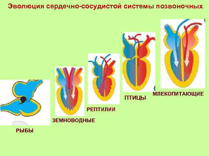 План мероприятий по профилактике заболеваний сердечно сосудистой системы у животных