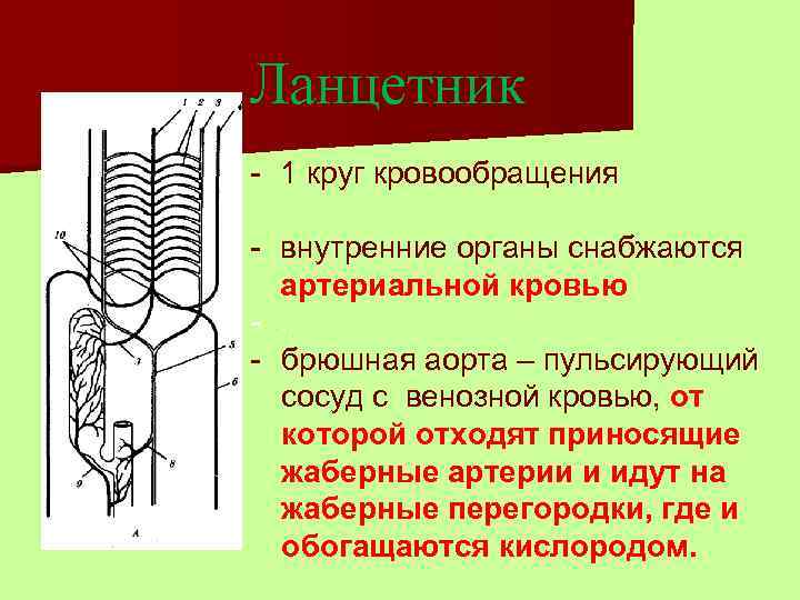Ланцетник - 1 круг кровообращения - внутренние органы снабжаются  артериальной кровью -. -