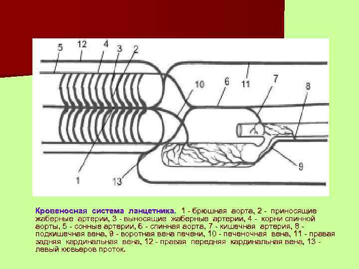 Кровеносная система ланцетника. 1 - брюшная аорта, 2 - приносящие жаберные артерии, 3 -