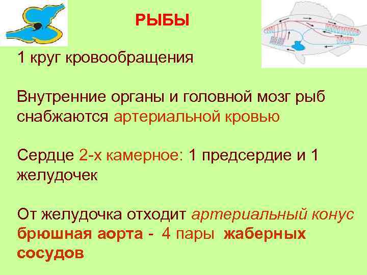    РЫБЫ 1 круг кровообращения Внутренние органы и головной мозг рыб снабжаются
