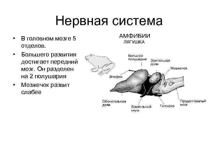 Земноводное по составу