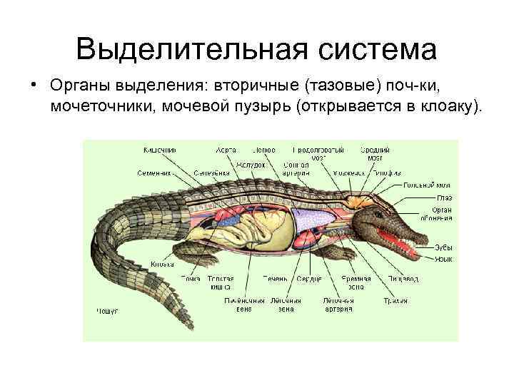 Половая система класс земноводные. Система выделения земноводных. Органы выделительной системы у земноводных.