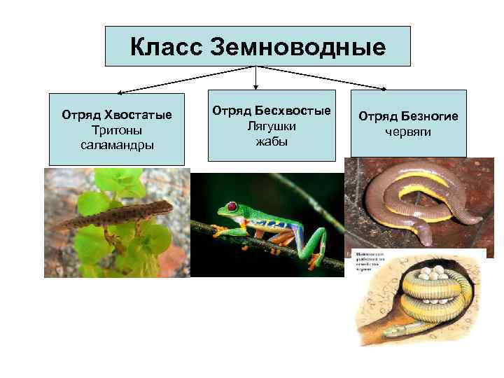 1 отряды класса земноводные. Отряд хвостатые среда обитания. Класс земноводные отряд хвостатые. Отряд земноводных хвостатые место обитания. Класс земноводные. Отряды безногие, хвостатые, бесхвостые 7 класс.