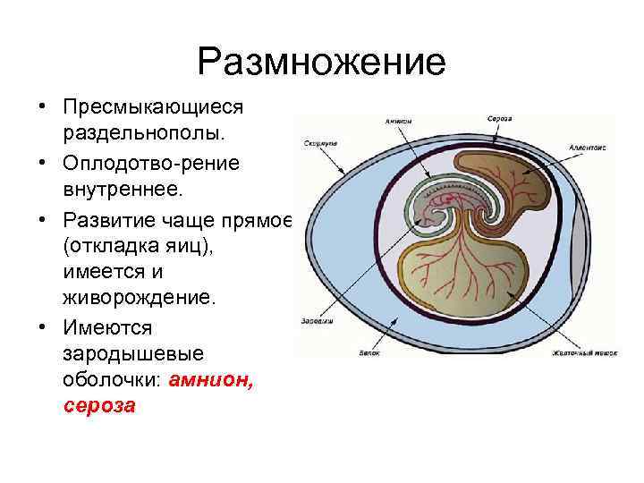 Пресмыкающиеся размножение