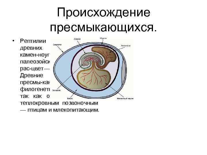 Древние пресмыкающиеся происхождение пресмыкающихся. Происхождение рептилий. Происхождение пресмыкающихся. Происхождение и Эволюция рептилий. Классификация древних пресмыкающихся.