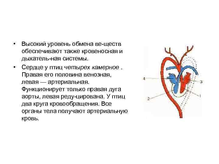 Схема венозной системы птицы