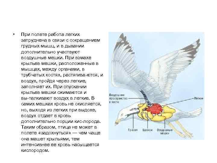 Частота взмахов крыльев насекомых. Дыхание птиц при полете. Наиболее развиты у летающих птиц. Сколько крыльев у птицы. Взмах крыльев птицы при полете.