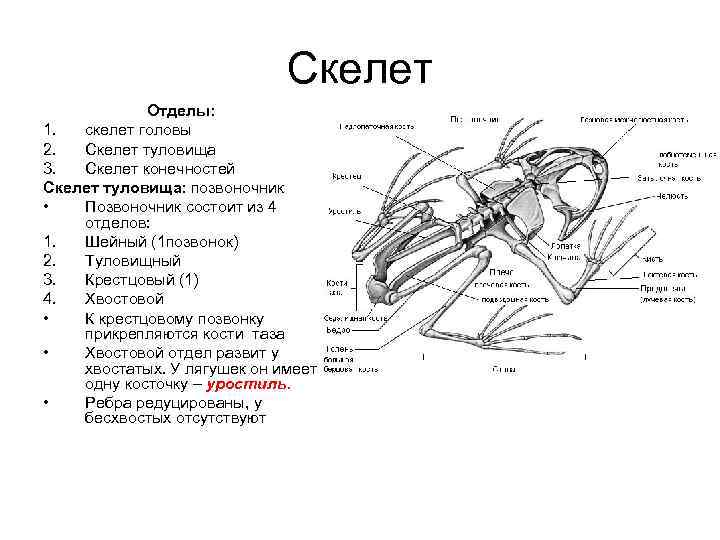 Выберите три верно обозначенные подписи к рисунку. Скелет лягушки состоит 4 отделов. Скелет головы название костей у лягушки. Скелет головы лягушки 7 класс. Скелет лягушки в дорсальной и латеральной проекции.