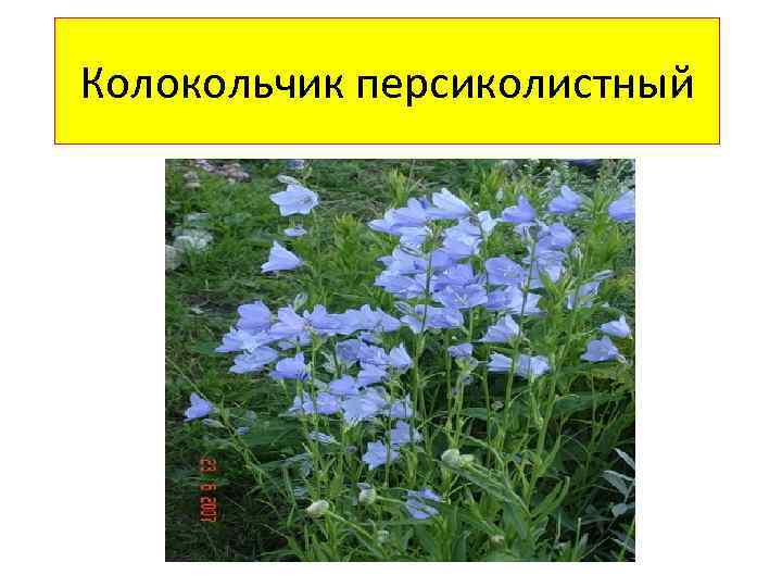 Растения из красной книги ленинградской области фото и описание