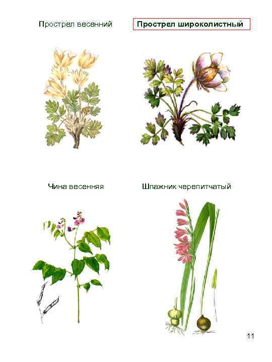   Прострел весенний  Прострел широколистный      Чина весенняя