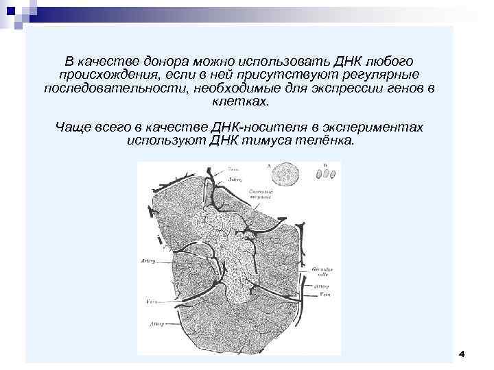   В качестве донора можно использовать ДНК любого  происхождения, если в ней