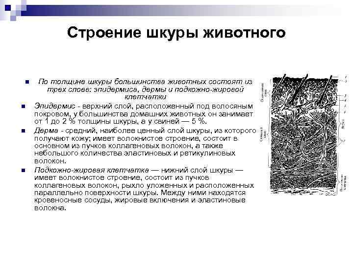   Строение шкуры животного n  По толщине шкуры большинства животных состоят из