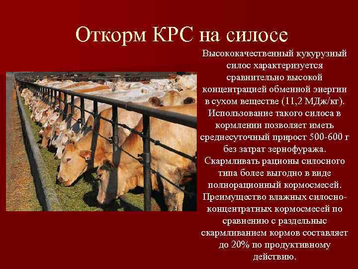 Откорм КРС на силосе  Высококачественный кукурузный    силос характеризуется  