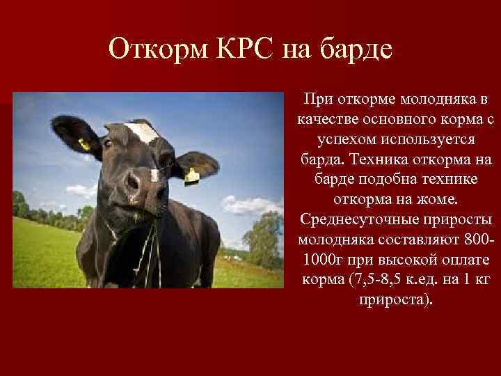 Откорм КРС на барде   При откорме молодняка в   качестве основного
