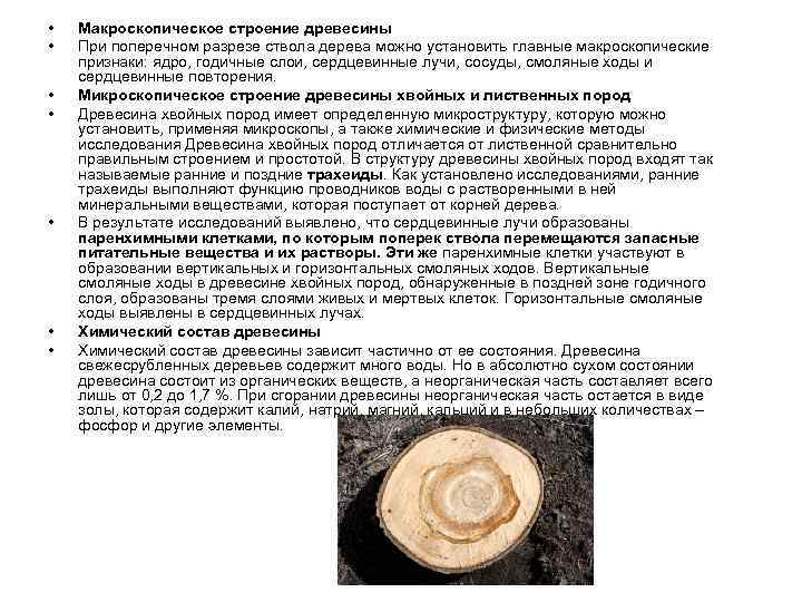  •  Макроскопическое строение древесины  •  При поперечном разрезе ствола дерева